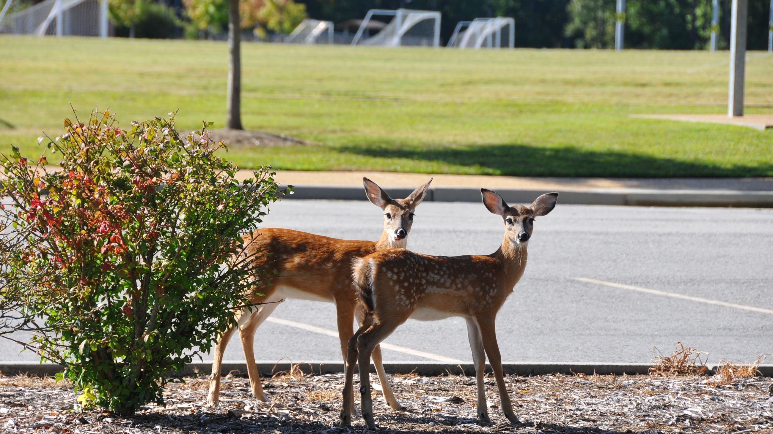 McReynolds Athletic Complex 2