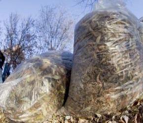 York County Leaf Collection