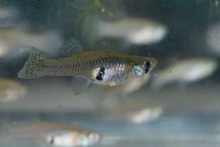 Mosquito fish
