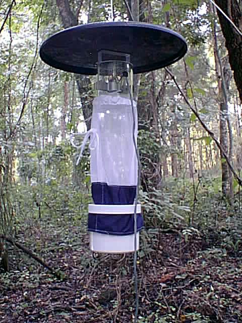 Baited trap hanging from tree
