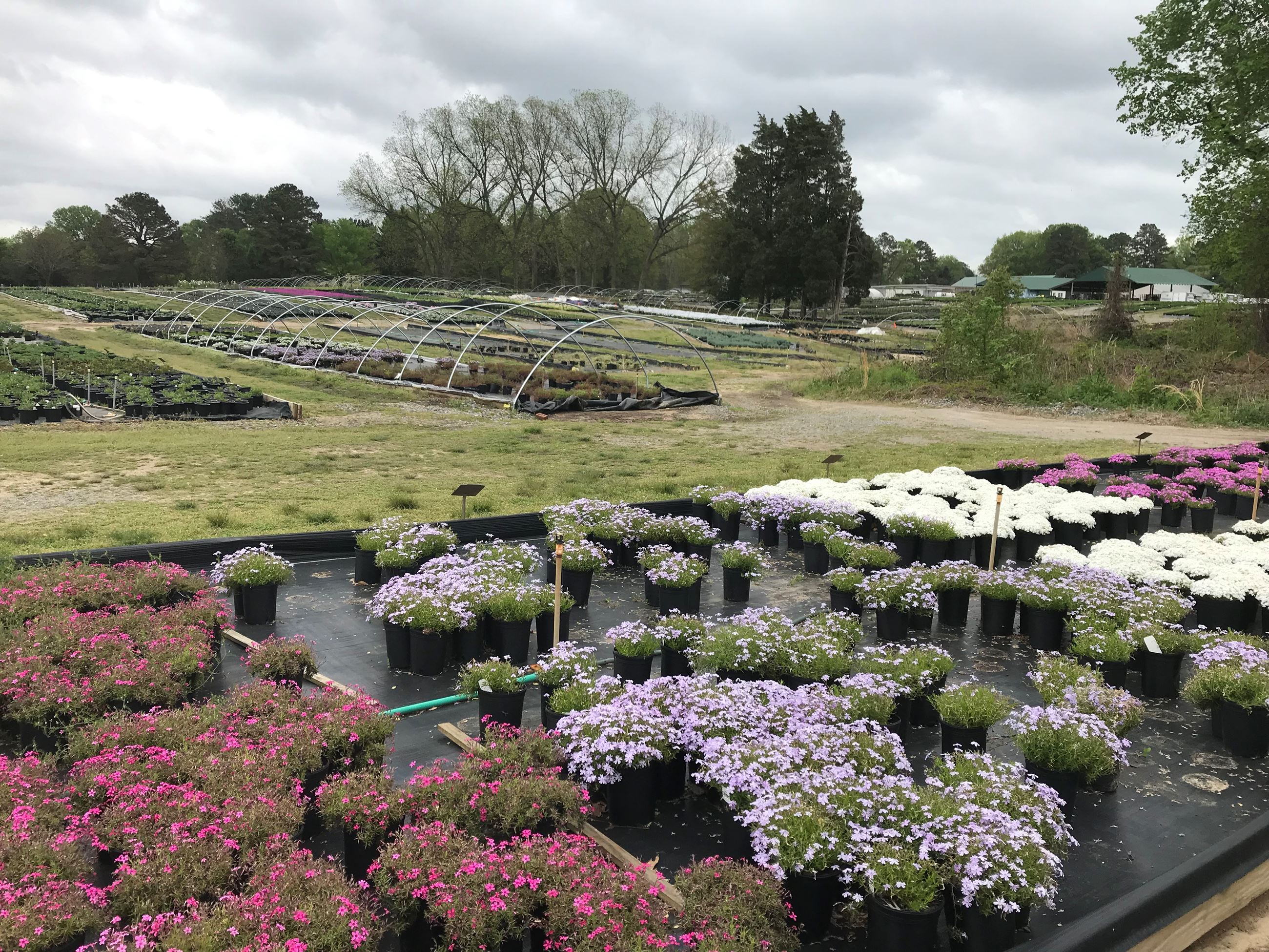 This is an image of native plants